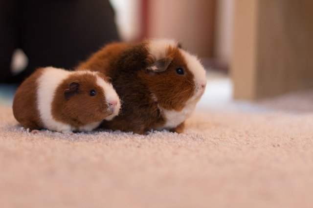Rex-Meerschweinchen mit Mini-Me?
