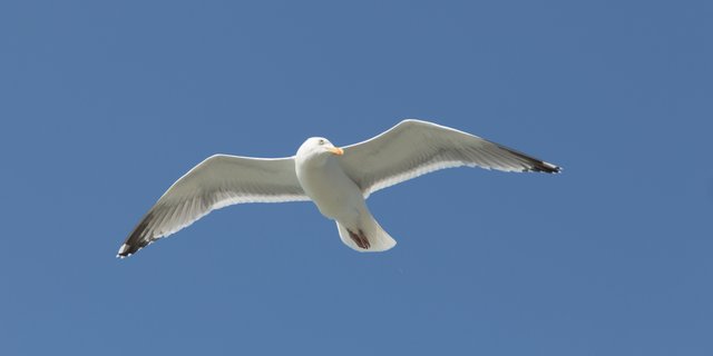frei wie der Wind
