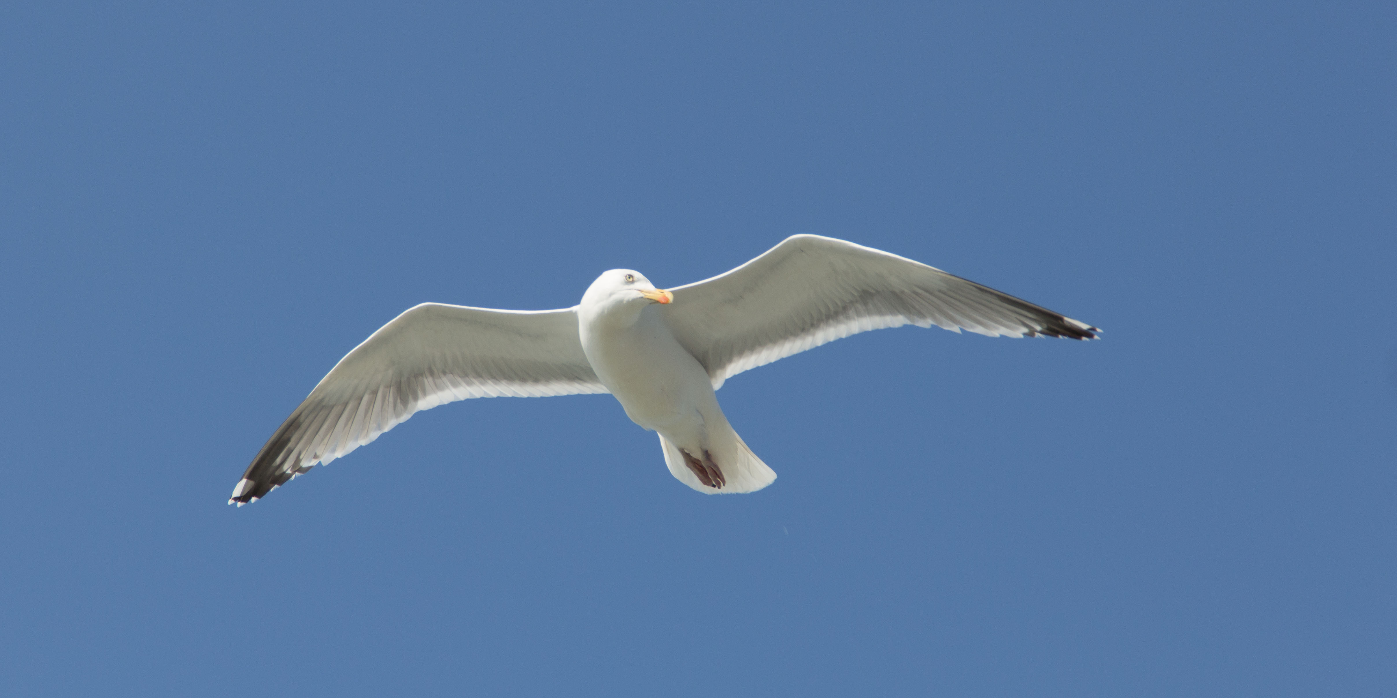 frei wie der Wind