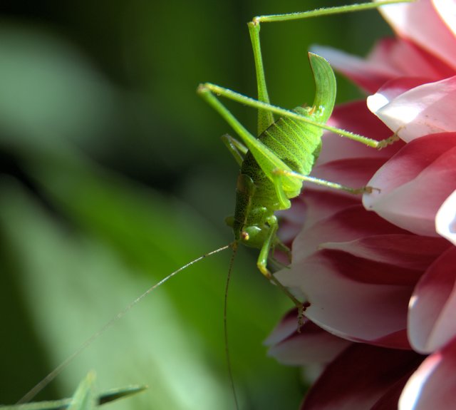 einfach grün auf Blume