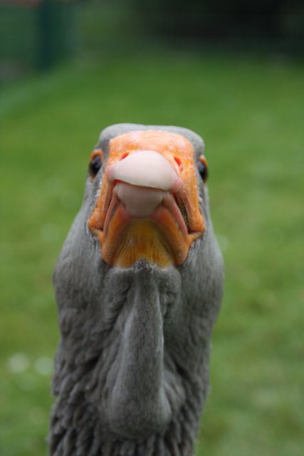Was guckst Du so?