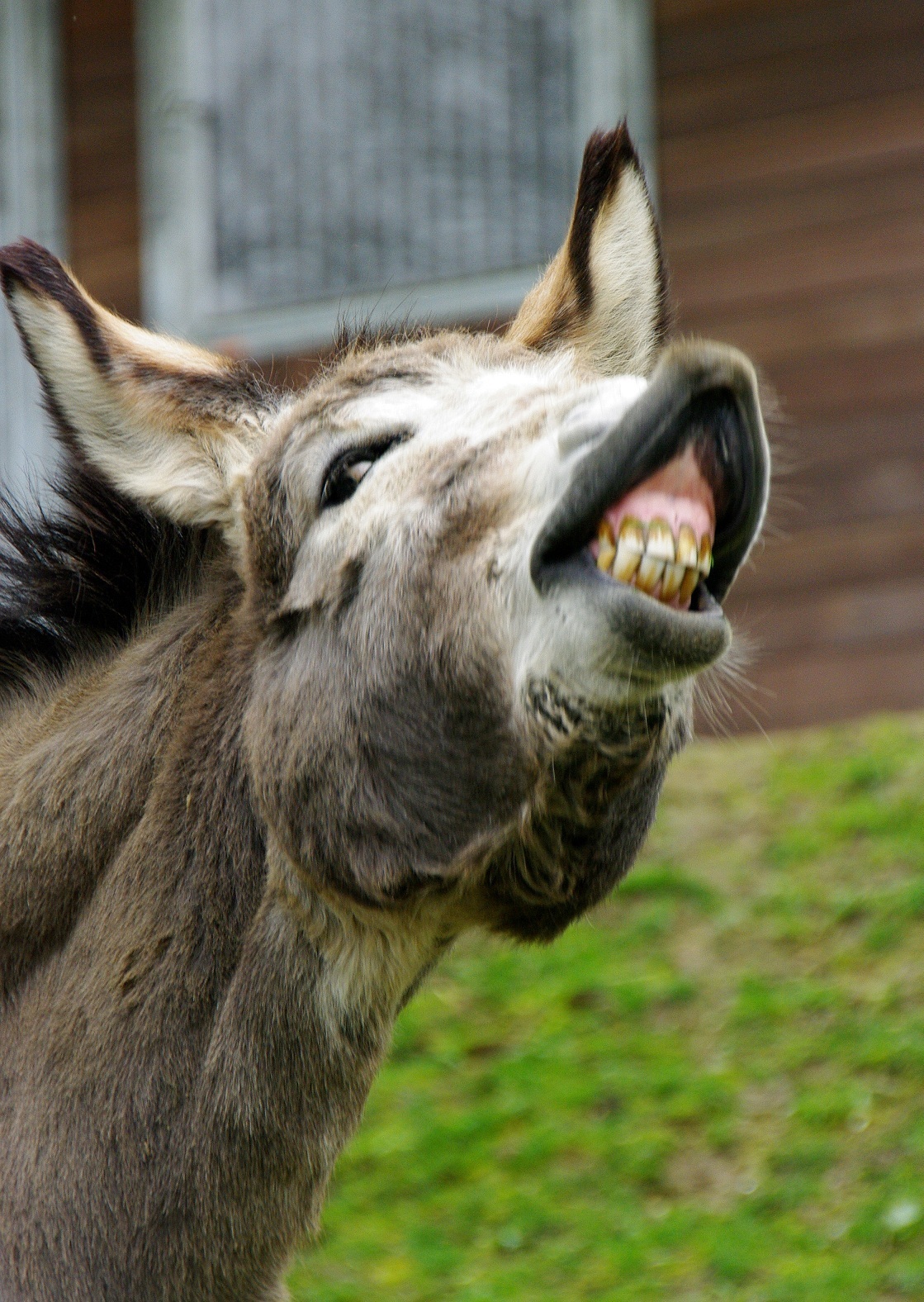 Ih-aaaah.....
