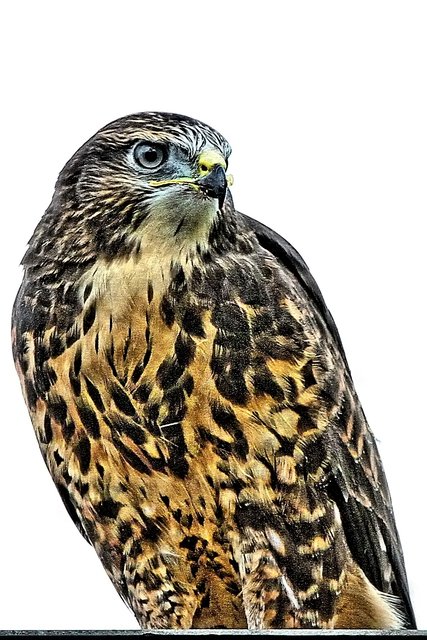 Mäusebussard auf unserem Kamin