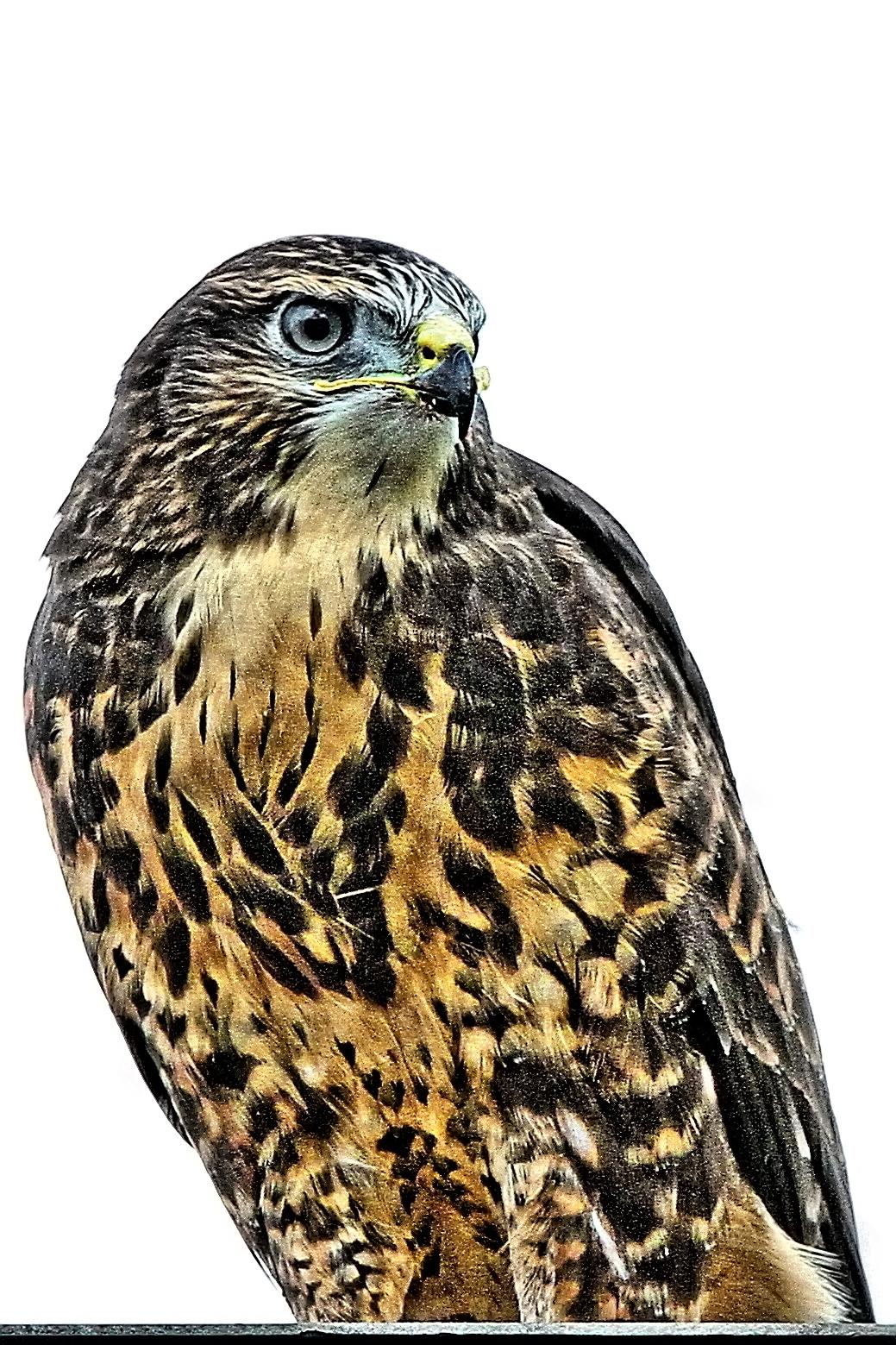 Mäusebussard auf unserem Kamin