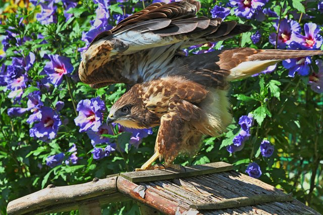 Mäusebussard in unseren Garten