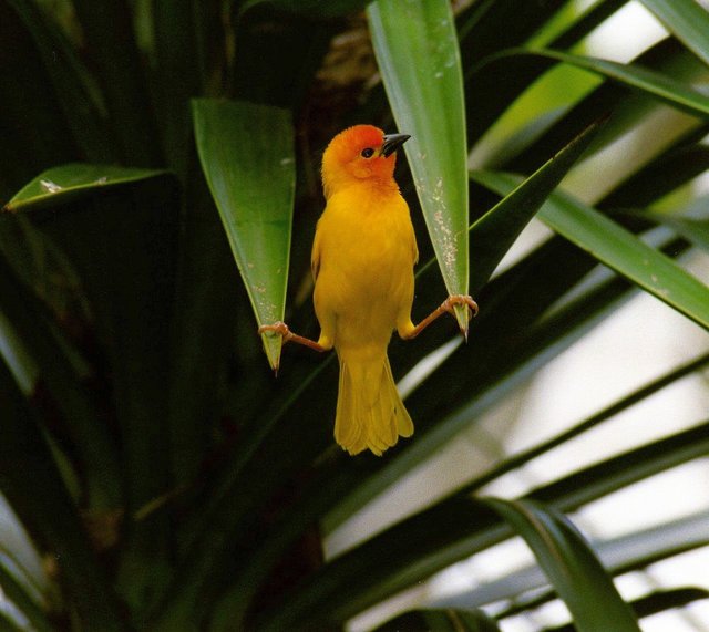 Webervogel beim Fotoshooting!