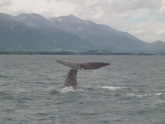 Ein Pottwal auf Tauchgang in Neuseeland