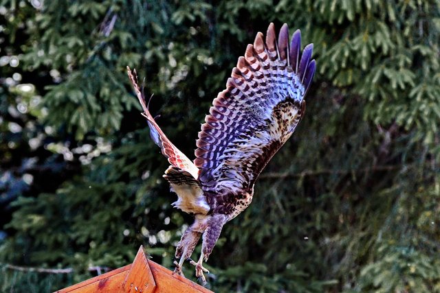 Mäusebussard