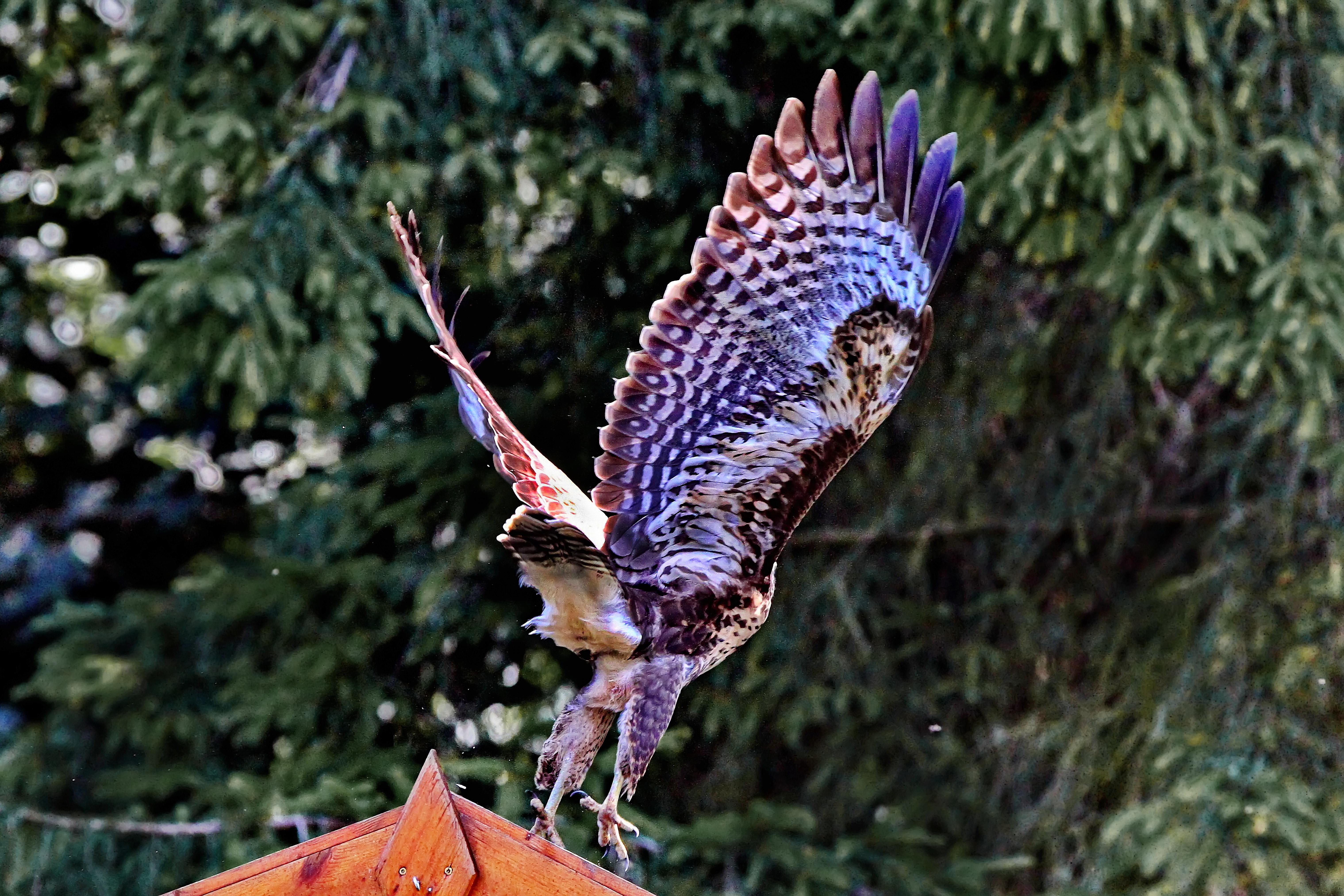 Mäusebussard