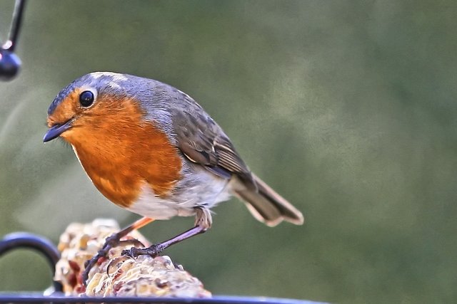 Rotkehlchen