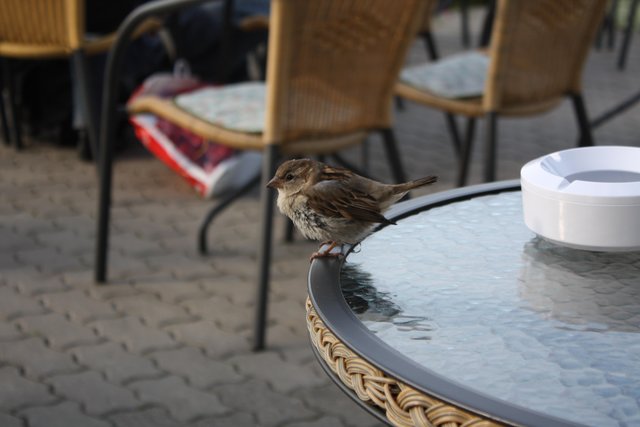 Tischbesuch