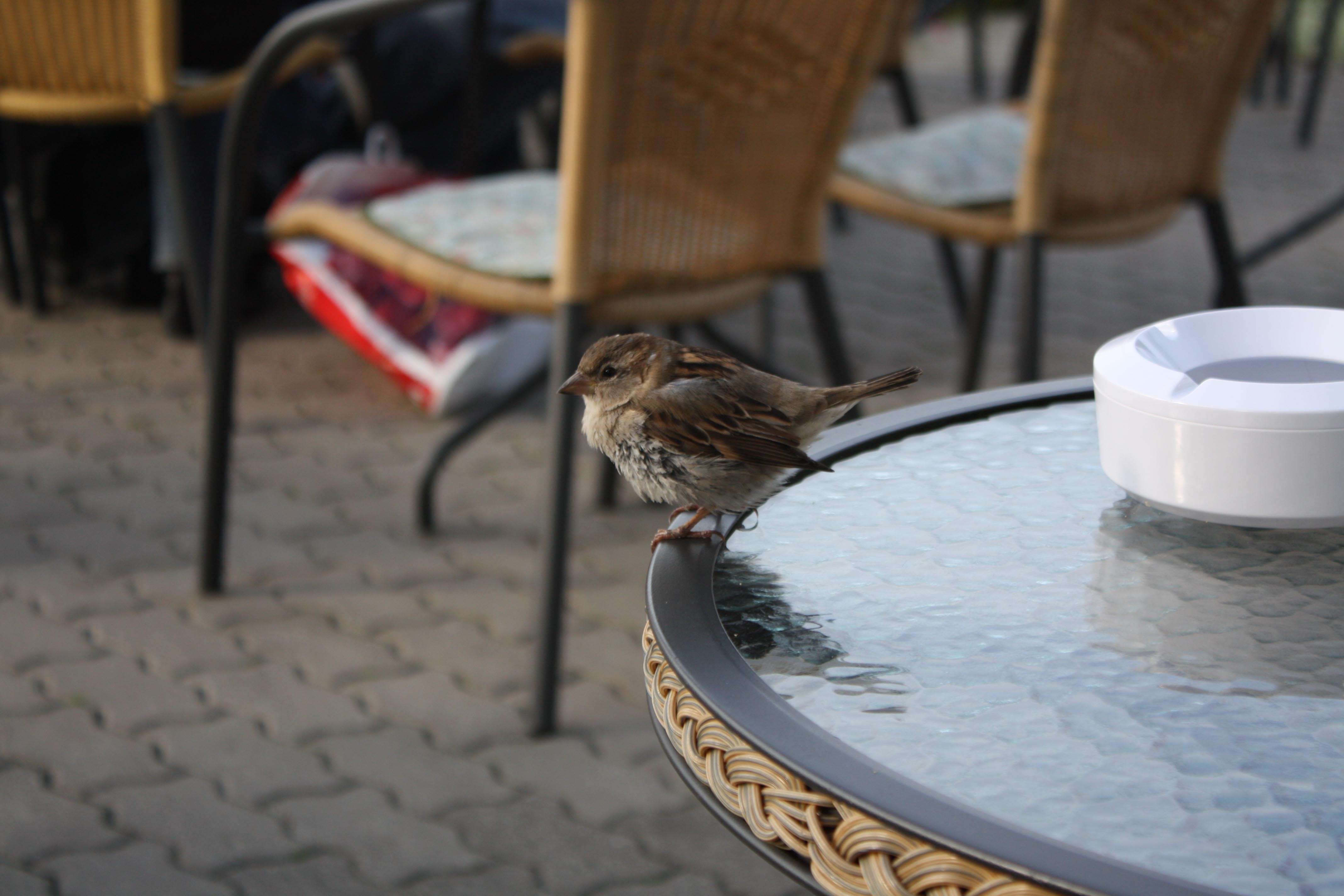 Tischbesuch