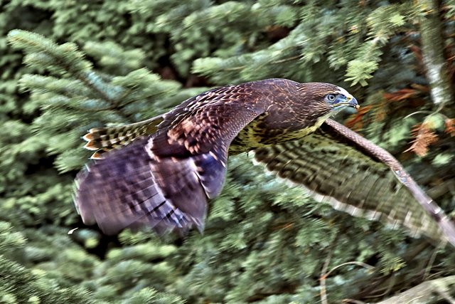 Bussard in unserem Garten