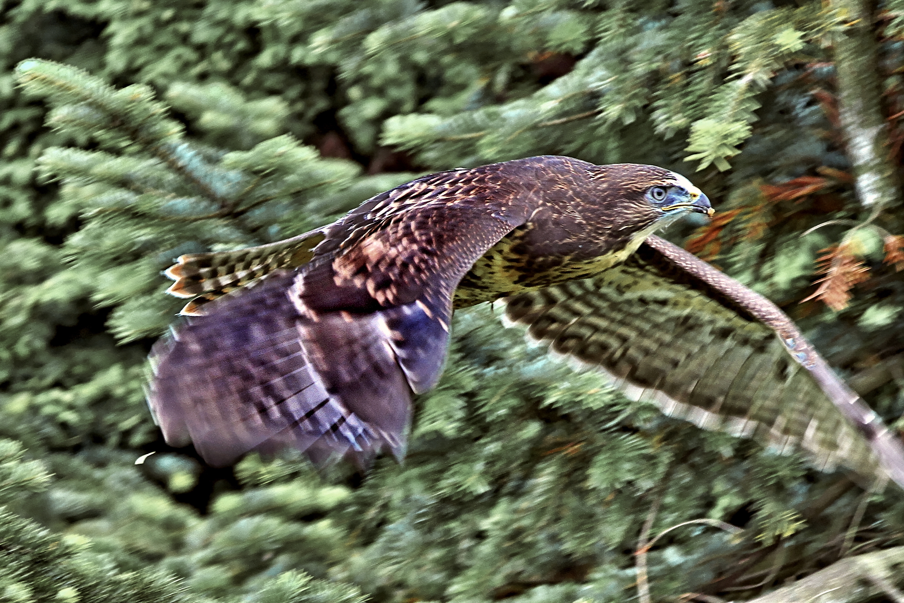Bussard in unserem Garten