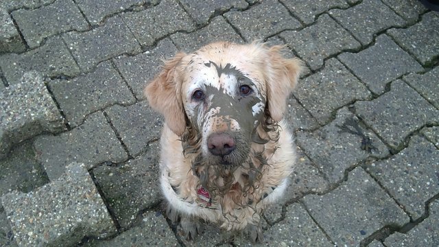 Der äußere Schweinehund