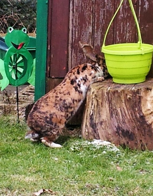 LEO auf entdeckung :-*
