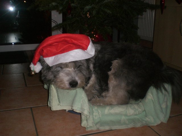 Ich bin Santa-Pfote hohohoho...
