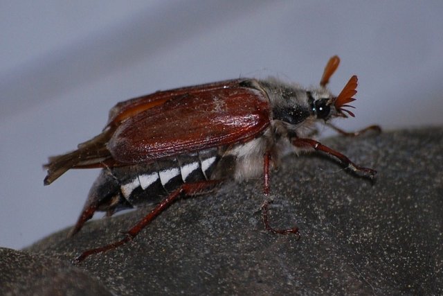 Feldmaikäfer (Melolontha melolontha) es gibt ihn wirklich :-)