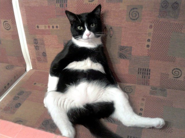 Charly beim Relaxen