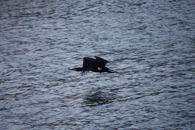Kormoran (Phalacrocorax carbo) im Tiefflug