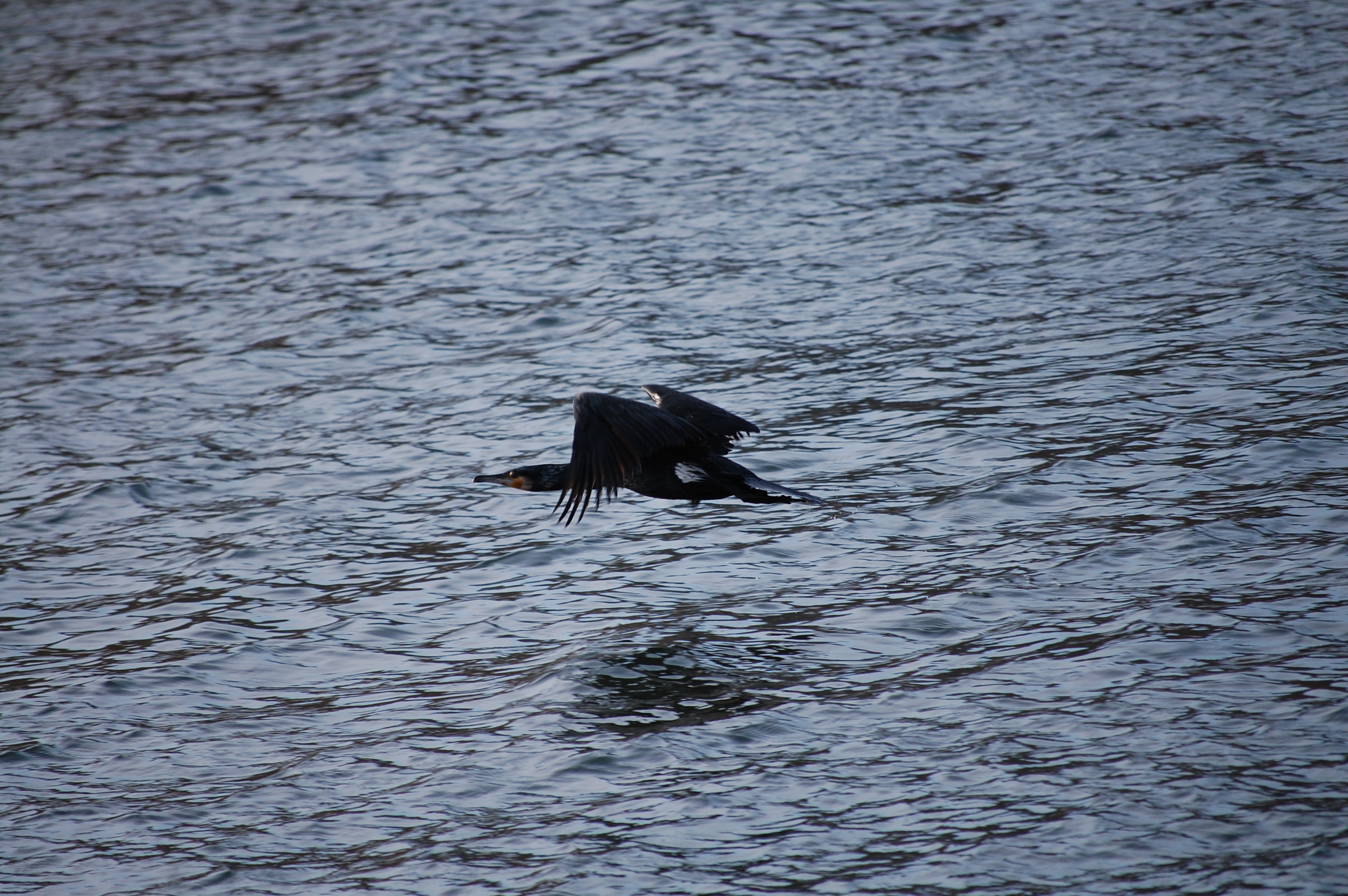 Kormoran (Phalacrocorax carbo) im Tiefflug