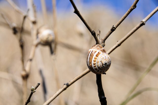 Schnecke auf Geäst