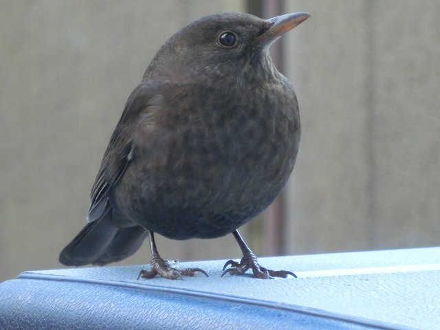 Amsel