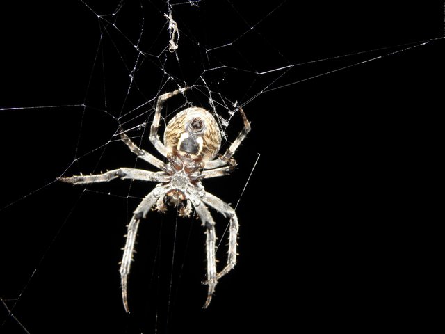 Kreuzspinne