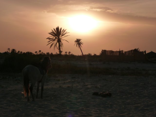 Pferd bestaunt Sonnenuntergang