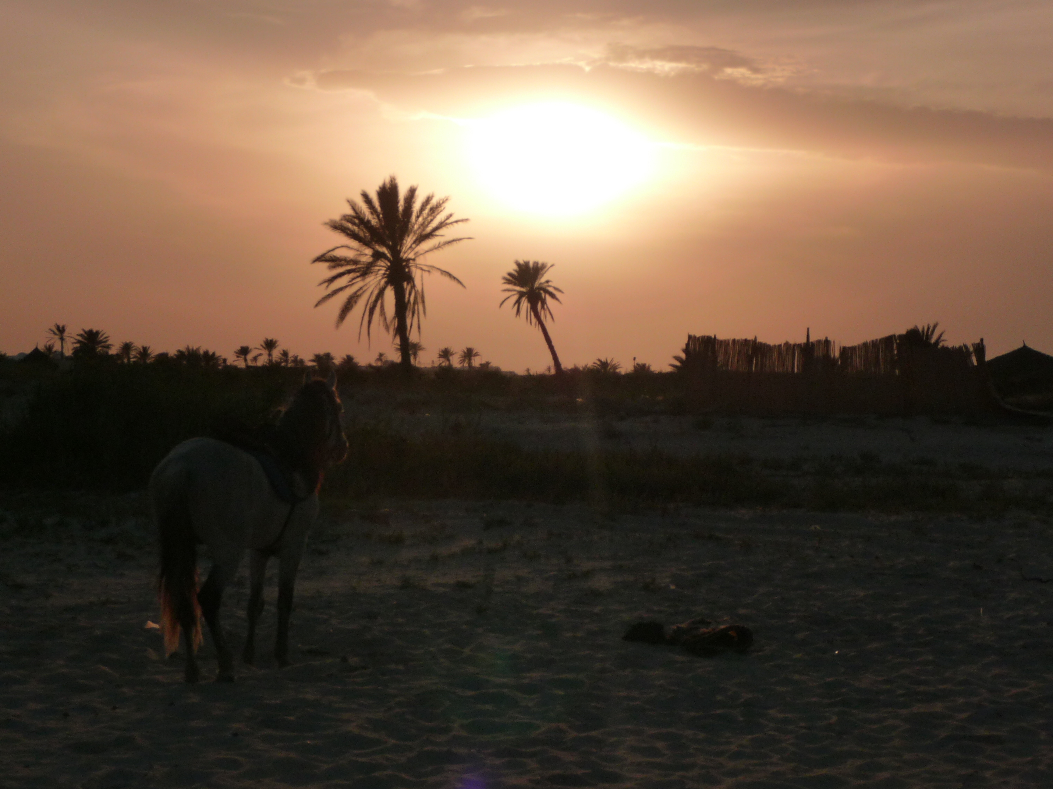Pferd bestaunt Sonnenuntergang