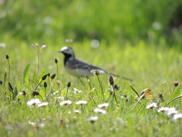 Bachstelze im Garten