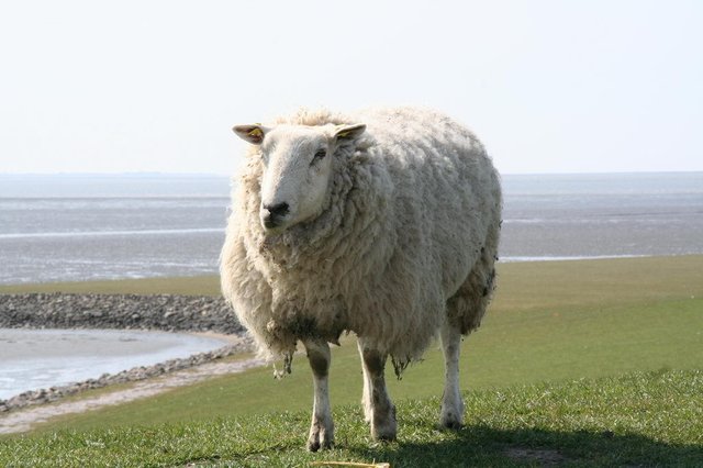 Ein Schaf wollte aufs Pfoto