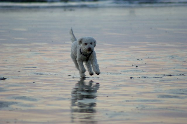 Der Winter ist vorbei, die Hunde fliegen wieder tief...
