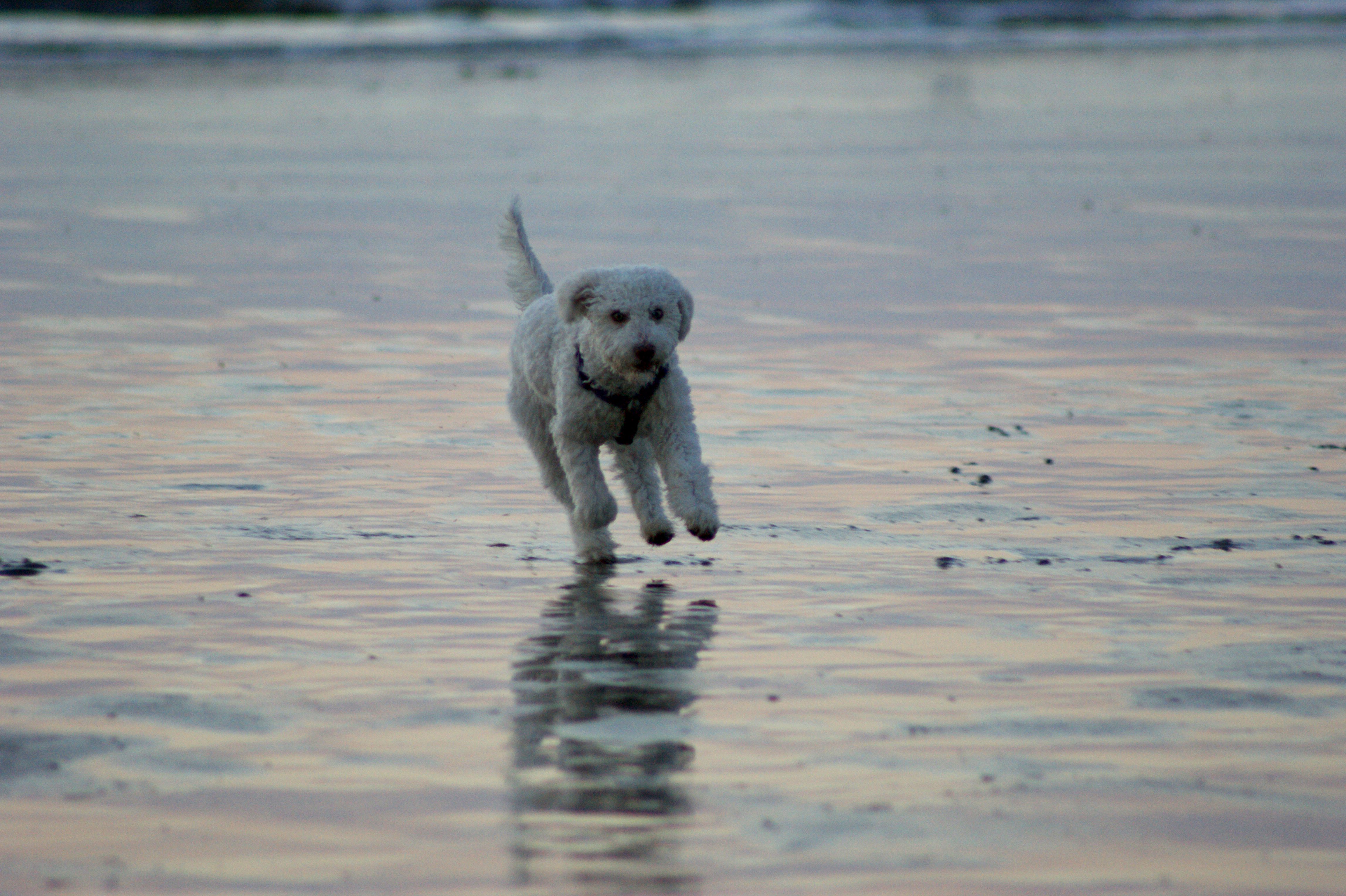 Der Winter ist vorbei, die Hunde fliegen wieder tief...