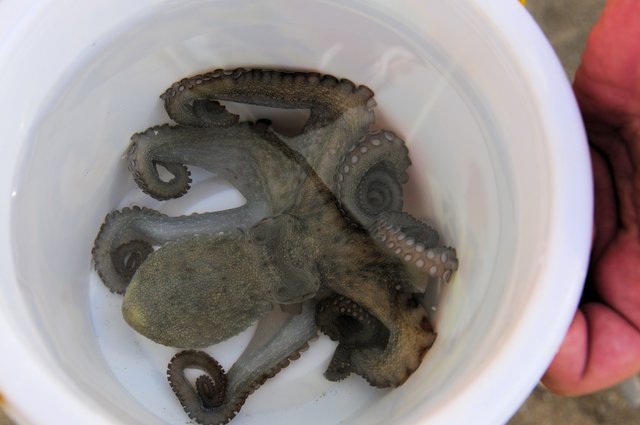 Octopus im Eimer