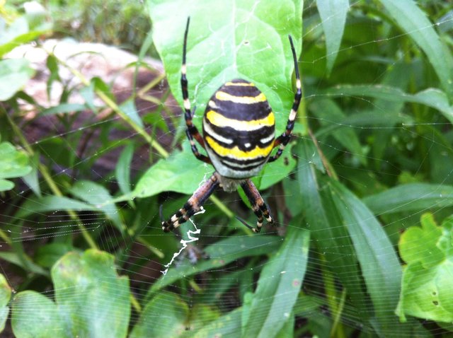 Spinne im Gras
