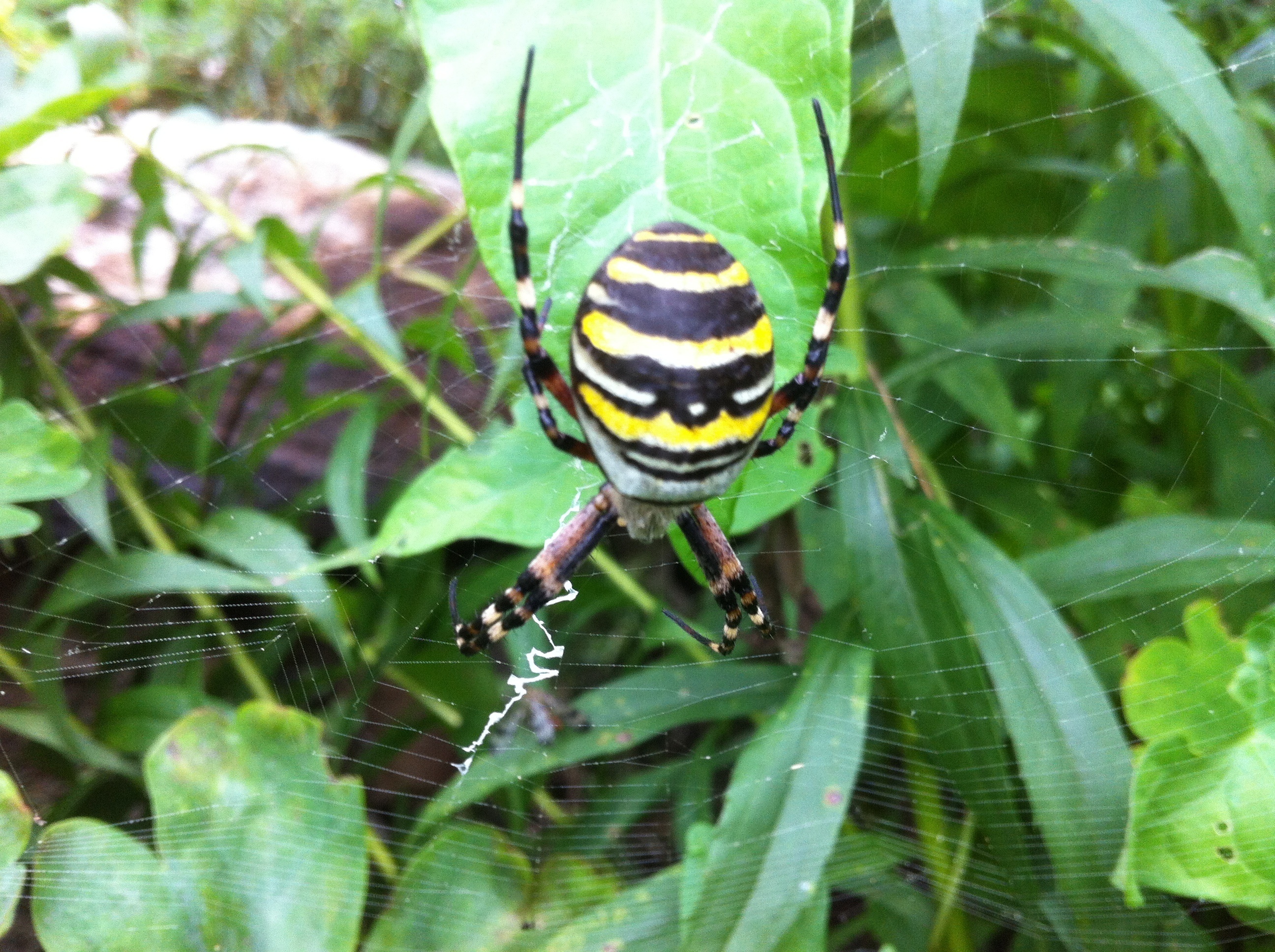 Spinne im Gras