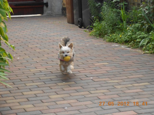 Arabella der Balljunkie:-)
