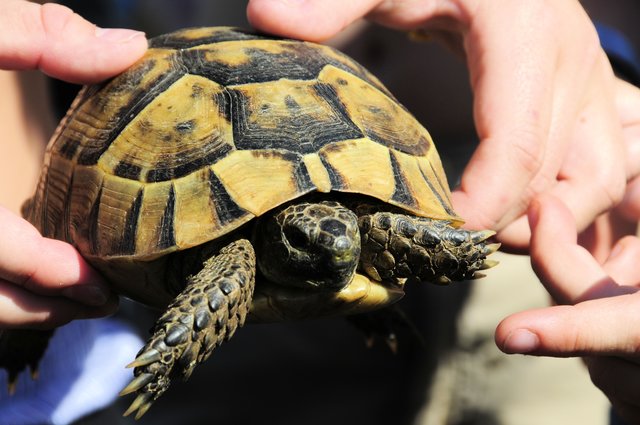 Schildkröte gefunden