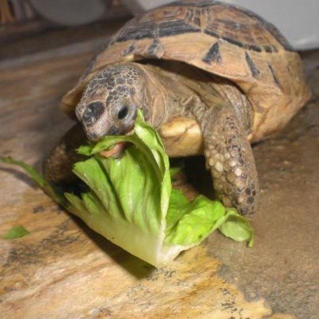 rainer maria hat hunger... (unsere Poolschildkröte)