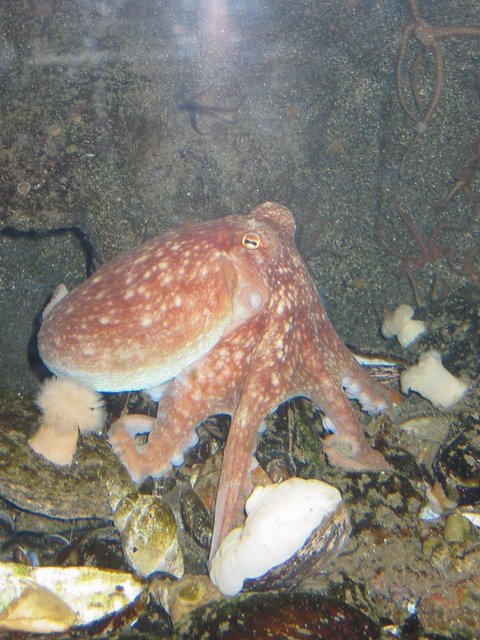 Tintenfisch