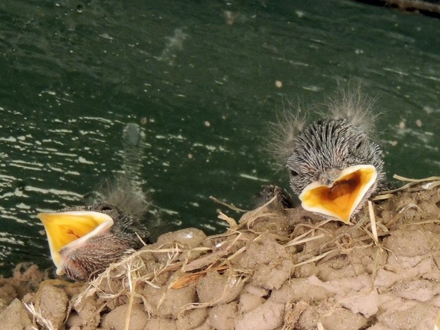 Schwalbenjunge im Nest
