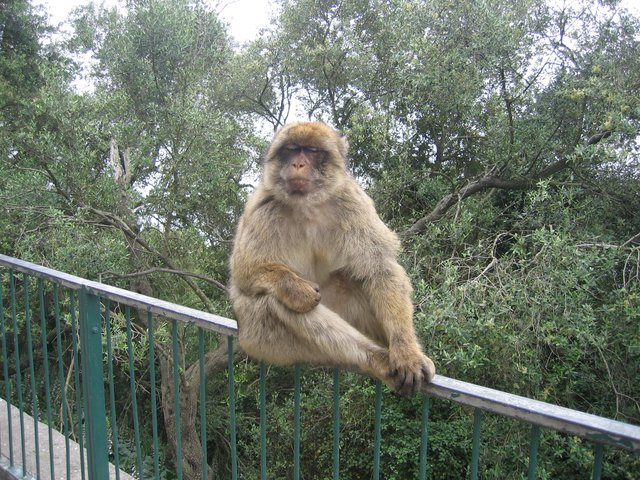 Diese Affenhitze ist ja nicht zum aushalten. (Foto von der Insel Gibraltar)