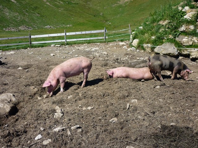 Schweine suchen was zu fressen