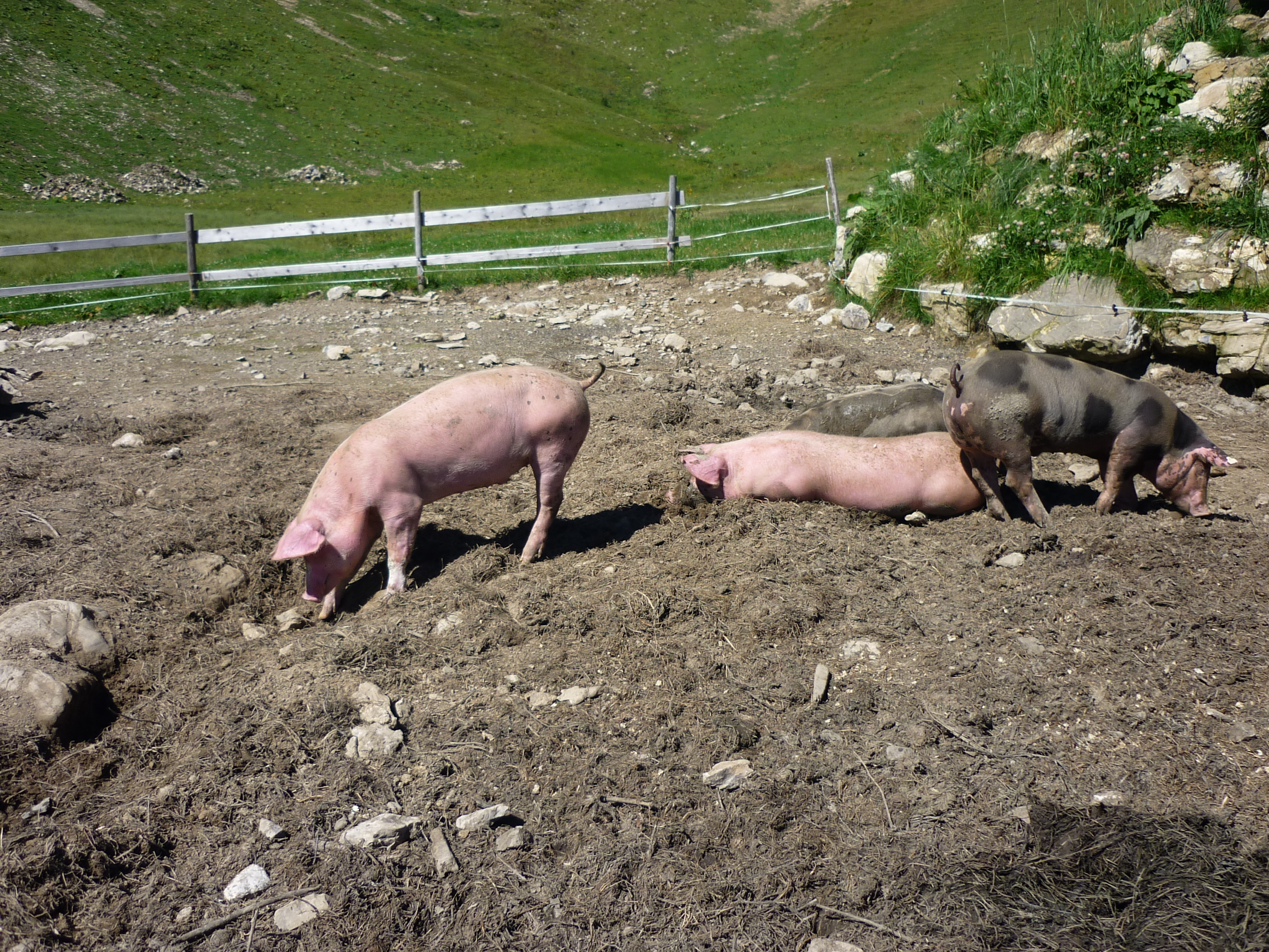 Schweine suchen was zu fressen