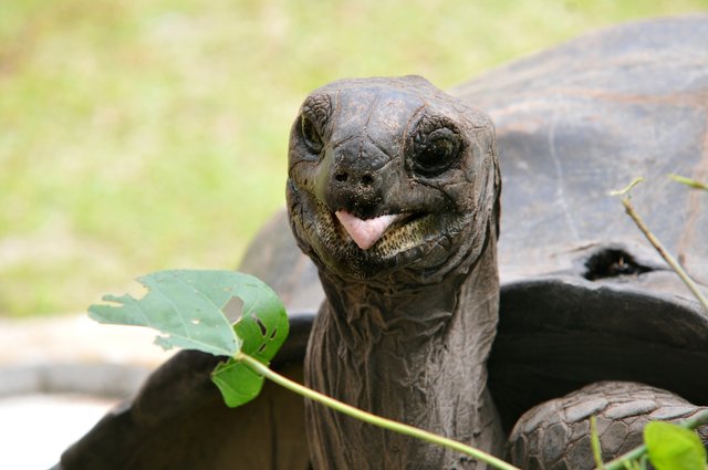 90 Jahre und (k)ein bisschen weise - Riesenschildkröte auf den Seychellen