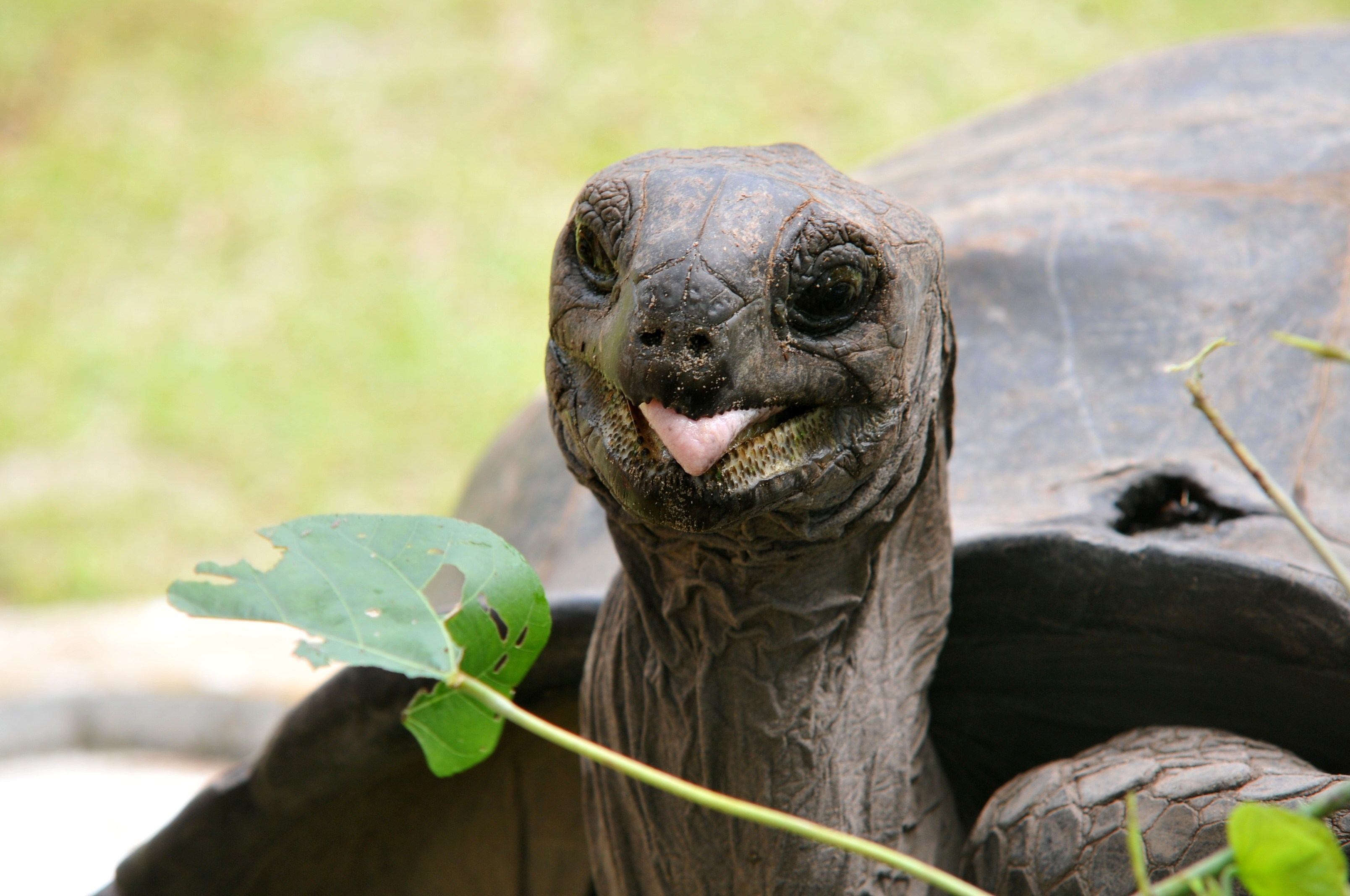 90 Jahre und (k)ein bisschen weise - Riesenschildkröte auf den Seychellen