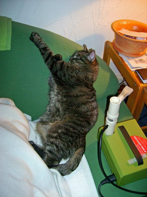 Katze im Tiefschlaf stehend