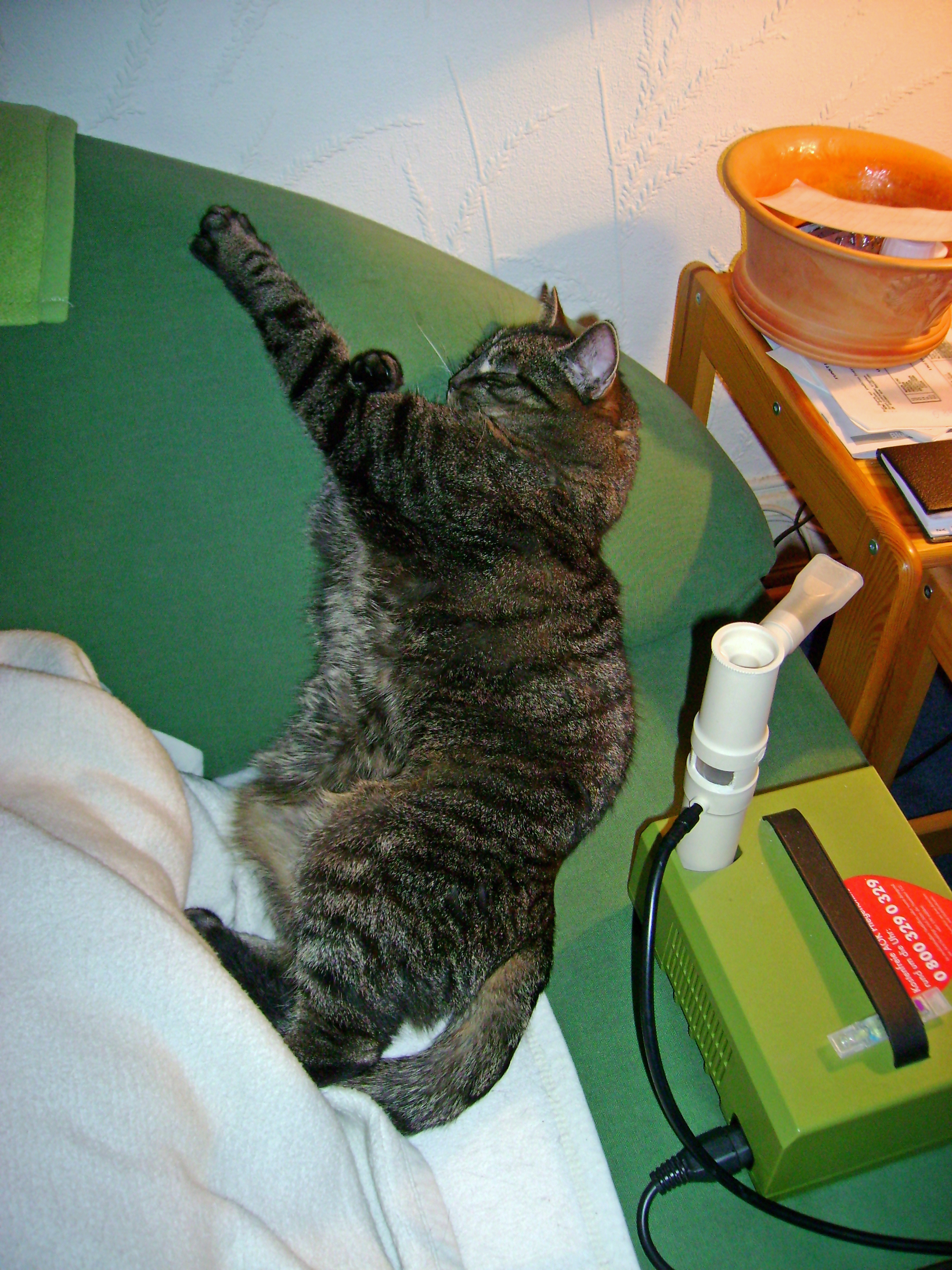 Katze im Tiefschlaf stehend
