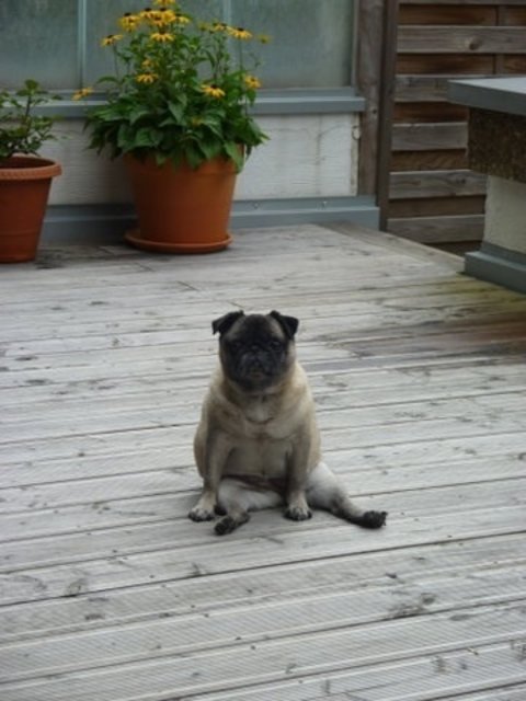 Mops-Modell